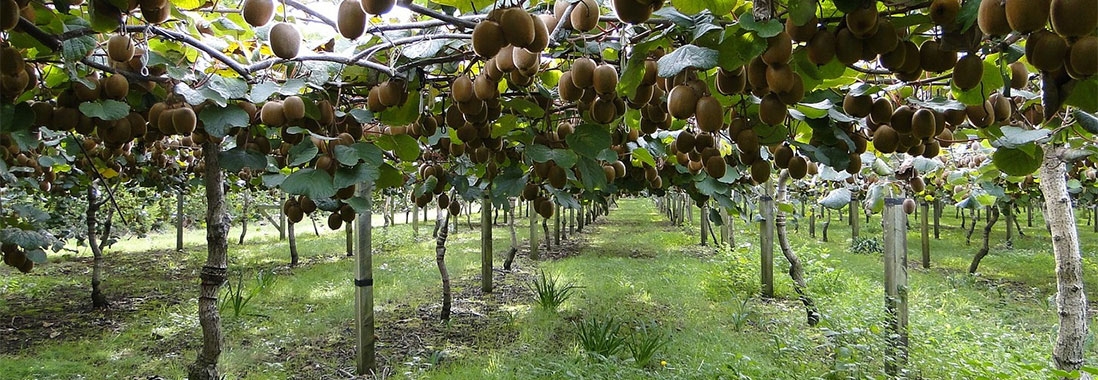 Kiwifruit jobs